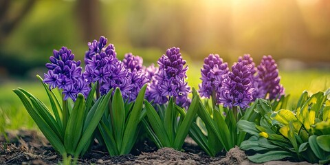 Fototapeta premium Purple hyacinths blooming in a sunny meadow with vibrant green leaves and soft sunlight creating a warm atmosphere in the background.