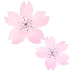 並んで咲いた大小2つの鮮やかなピンクの桜の花手描き水彩イラスト