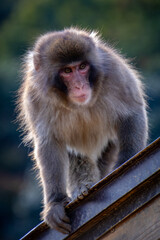 Japanese macaque