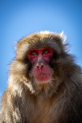 Portrait of macaque monkey