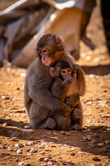 Monkey (macaque) and her baby