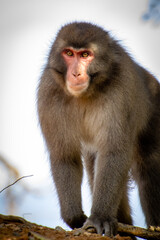 Monkey (macaque) approaching