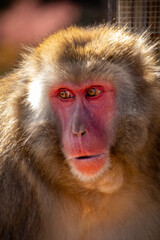 Monkey (macaque)