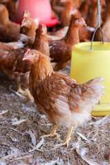 Close up of brown chicken in chicken farm