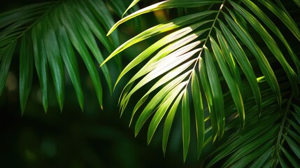 Lush green palm leaves creating a serene and tranquil atmosphere in a tropical setting for relaxation and natural beauty