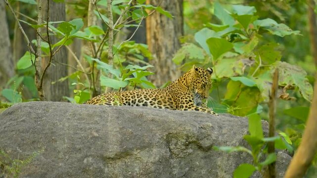 The Indian leopard (Panthera pardus fusca) is a versatile big cat with stunning rosettes, thriving in diverse habitats, from forests to urban edges, showcasing agility and stealth.