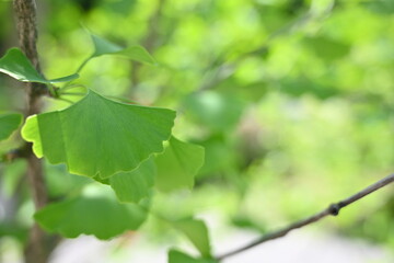 Fresh Ginkgo biloba leaves on tree branches illuminated by soft spring sunlight. Bright green fan-shaped foliage with natural bokeh background, perfect for botanical, wellness, eco and nature-related 