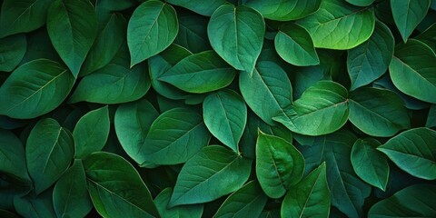 Lush green leaves background with varying shades of deep and vibrant green arranged densely for a fresh and natural wallpaper aesthetic