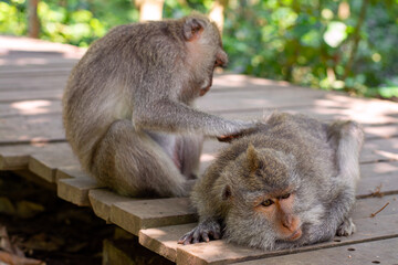 The monkey is looking for fleas. Macaca fascicularis, crab-eating macaque, long-tailed macaque in Monkey Forest, Ubud, Bali, Indonesia. Close up. Cute Monkeys. Animal in wild nature