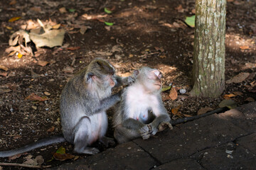The monkey is looking for fleas. Macaca fascicularis, crab-eating macaque, long-tailed macaque in Monkey Forest, Ubud, Bali, Indonesia. Close up. Cute Monkeys. Animal in wild nature