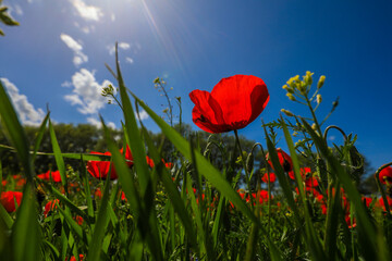 Large poppy field in Kazakhstan.