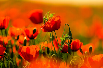 Large poppy field in Kazakhstan.