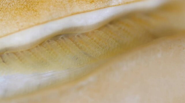 Mollusca Tonicella marmorea under microscope, order Chitonida. The video shows gills close up. White Sea