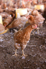 Close up of brown chicken in chicken farm