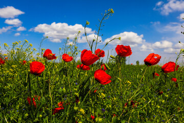 Large poppy field in Kazakhstan.