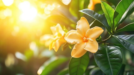 Orange Gardenia Carinata flower illuminated by sunlight in a vibrant garden setting showcasing its delicate petals and lush green leaves