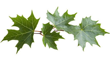 Fototapeta premium Three Lush Green Maple Leaves on Branch Transparent Background, PNG