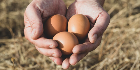 Eco-friendly organic brown eggs held in hands on a rural farm, showcasing natural and fresh produce...