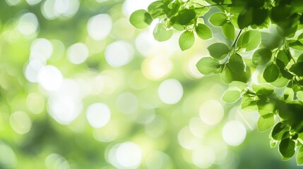 Naklejka premium Soft Diffused Natural Light Filtering Through Leaves with Blurred Green Background