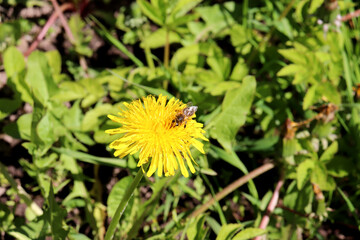 Bee pollinating yellow dandelion flower, collecting nectar in grass on sunny day - color horizontal photo, nature background, close-up