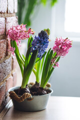 Concept of spring home gardening. Hyacinth flowers with bulbs in ceramic and metal pots. Cozy kitchen or patio interior, hobby and leisure, domestic life. Ecology, earth day, environment