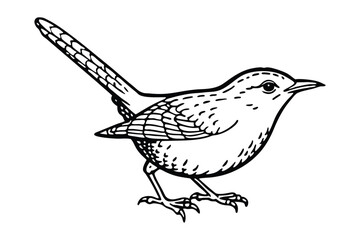 Line art of a Wren in a side view, showing its detailed wing and tail feathers.eps