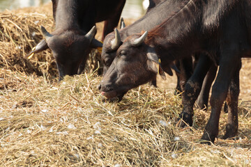 Young male and female murrah buffalo family eating dry hay in a dairy farm. agriculture and farming. .