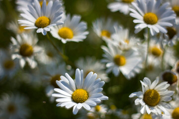 Fototapeta premium Ox-eye Daisy (Leucanthemum vulgare) in garden - soft focus
