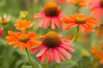 echinacea - coneflowers in the garden - close up
