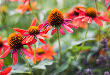 echinacea - coneflowers in the garden - close up