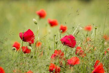 wild poppy flowers in the meadow