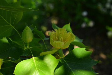 Branches with green leaves and yellow flowers of Liriodendron tulipifera, known as the tulip tree, in the city garden