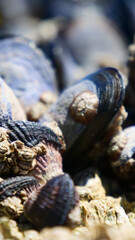 Vertical image of Black mussels by the sea with small shellfish growing on the mussels' Background is out off focus.