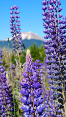 Vertical image of Purple Lupine flowers of Patagonia with a mountain in the background that is out of focus