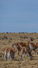 Vertical image of  A big A group of Guanaco including four babies standing on a brown arid...