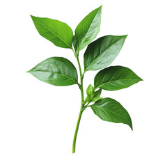 Obraz premium Green Leafy Plant Central Stem on transparent background.