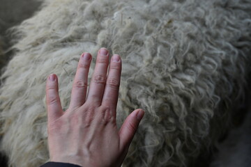 Human hand touching sheep wool. Close-up texture of thick animal fleece. © Анна Климчук