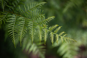 green fern leaves blur nature natural background