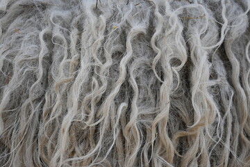 texture of grey dirty sheep's wool, texture of sheep's wool on the animal 