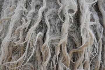 texture of grey dirty sheep's wool, texture of sheep's wool on the animal 