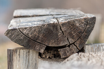 Old weathered wooden log, showing signs of deterioration and nature in action, with unique details and fascinating textures.