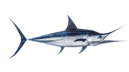 Obraz premium A sleek, dark marlin with its elongated body and sharp bill, isolated on aTransparent background, PNG file . The fish's impressive size and streamlined shape are showcased beautifully