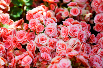 Lush Pink Begonia Flowers Blossoming in a Vibrant Garden Scene