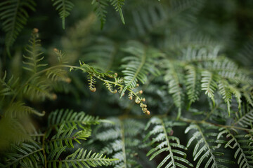 green fern leaves blur nature natural background