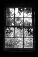 Photo - Black and White Window View, Leaves, Sunlight, Nature, Glass, Trees, Shadow, Dark, Frame, Panes