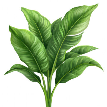 green leaves plant on white background clip art preview