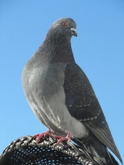 Pigeon biset