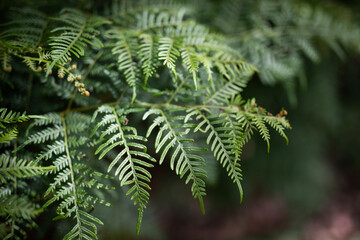 green fern leaves blur nature natural background