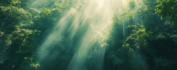 Obraz premium Aerial shot of a dense green forest with sunlight filtering through the canopy.