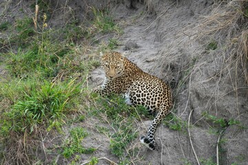 A leopard patrolls its territory gracefully along the bank of the Maasai River